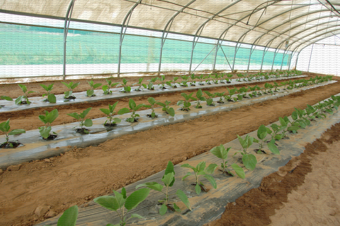 Mise en place d'une culture d'aubergine sous abri : essai punaise